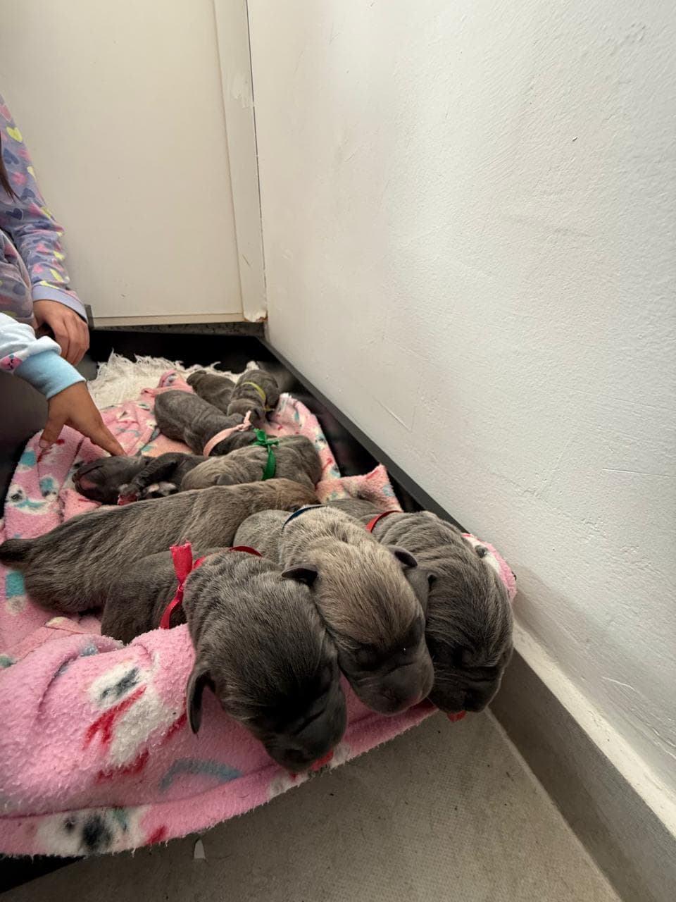 Filhotes da primeira ninhada Cane di Cavalcanti agrupados, com fitas coloridas de identificação.